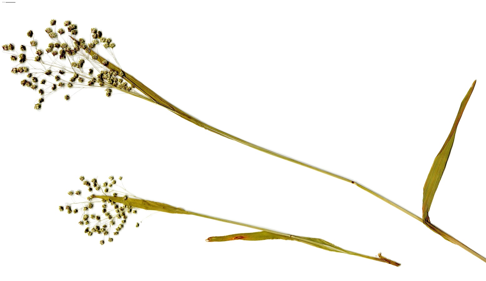 Briza minor (Poaceae)